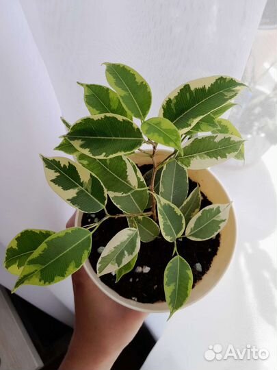 Фикус бенджамина