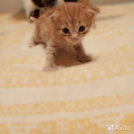 Кошка в дар