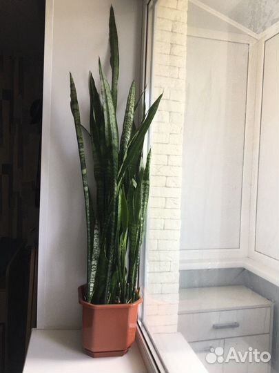 Комнатные растения цветы