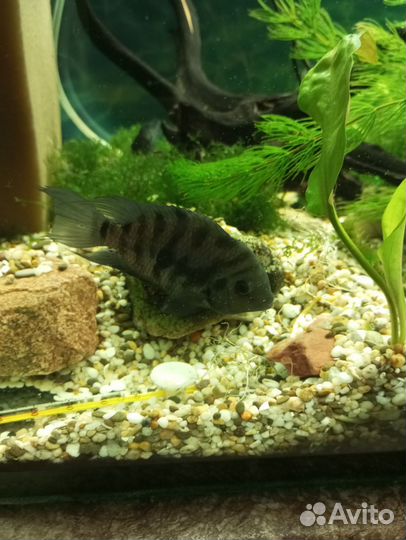 Цихлозома чернополосая