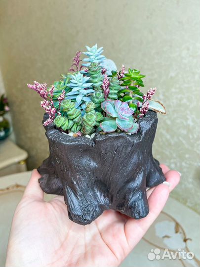 Минисадики с суккулентами. Грут