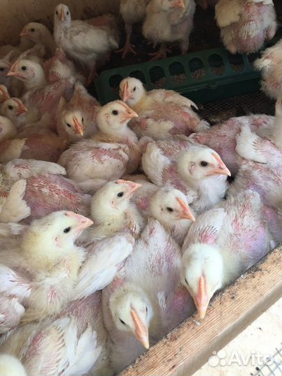 Инкубационное яйцо цыплята несушек бройлеров