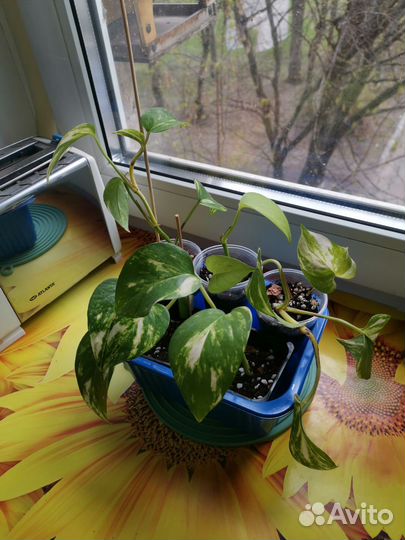 Сциндапсусы сортовые