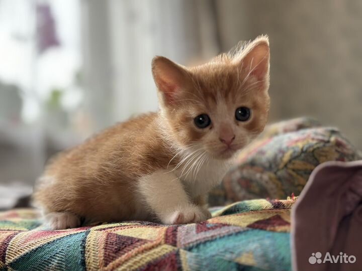 Котята в добрые руки бесплатно