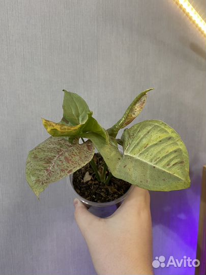 Сингониум милк конфетти