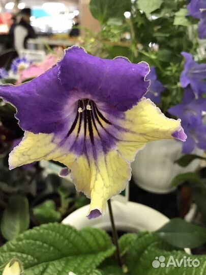 Стрептокарпусы