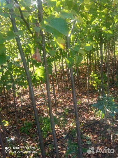 Липа, клён, берёза (саженцы)