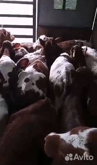 Телята бычки