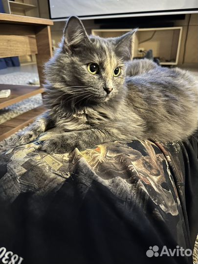 Кошка в добрые руки