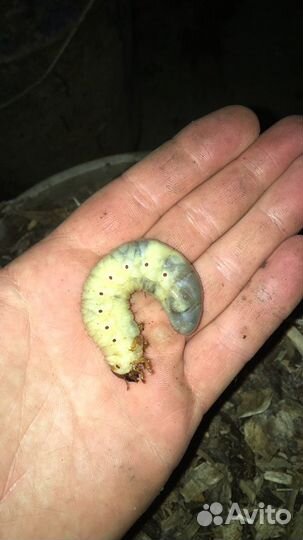 Личинка жука-носорога