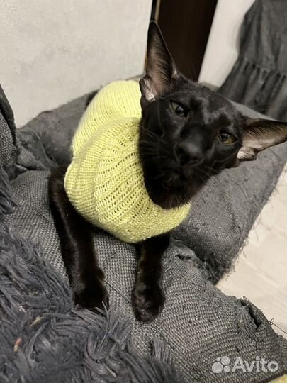 Одежда для маленькой породы