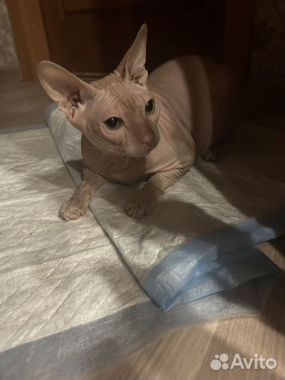 Донской сфинкс