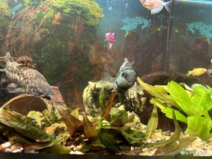 Аквариум 80 литров