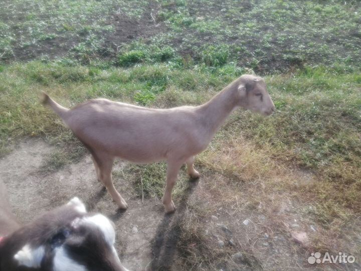 Ламанча чп - козочка