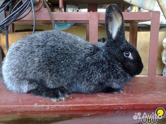 Продам кроликов