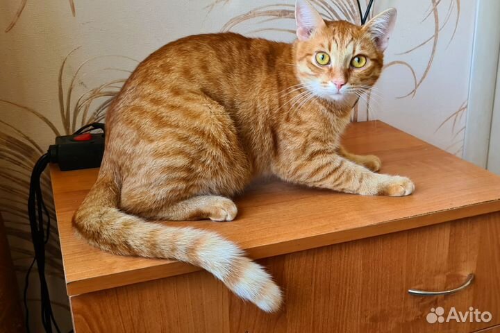 Кот и кошки в добрые руки