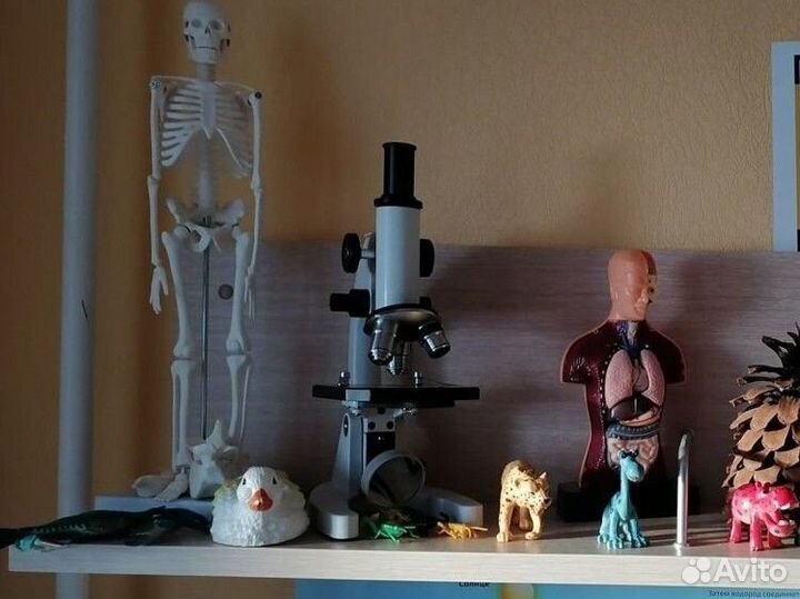 Репетитор по биологии егэ, огэ, впр