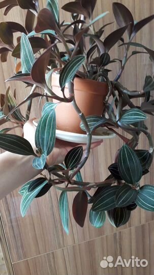 Орхидея лудизия драгоценная