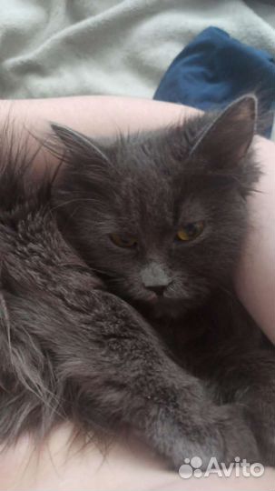 Британская длинношерстная кошка