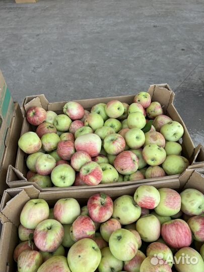 Яблоки
