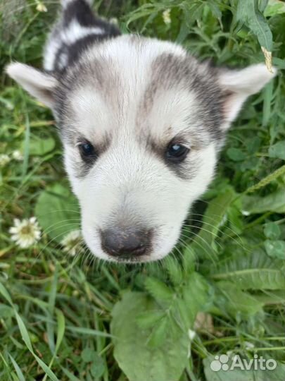 Щенки хаски
