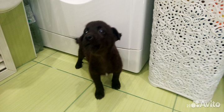 Щенок В добрые руки