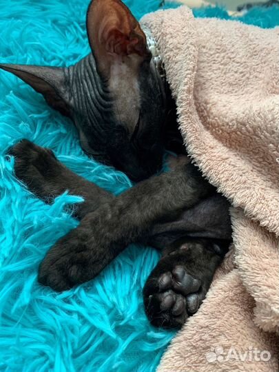 Канадский сфинкс