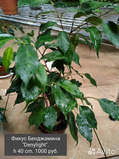 Комнатные растения