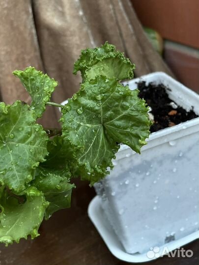 Плющи сортовые