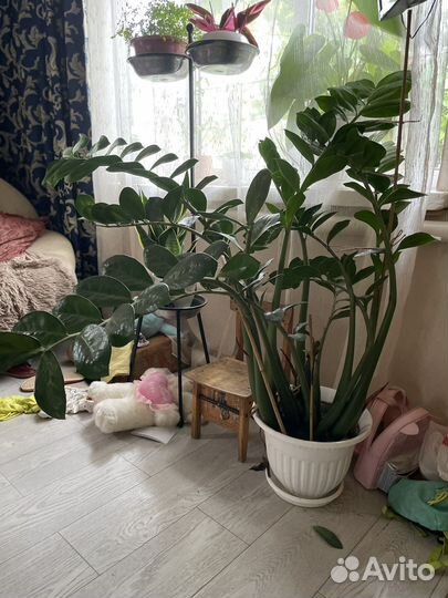 Замиокулькас