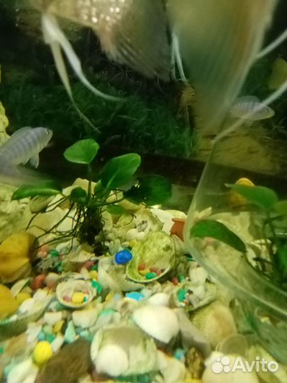 Голубая зебра