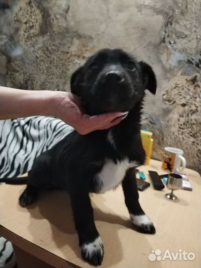 Щенки в добрые руки