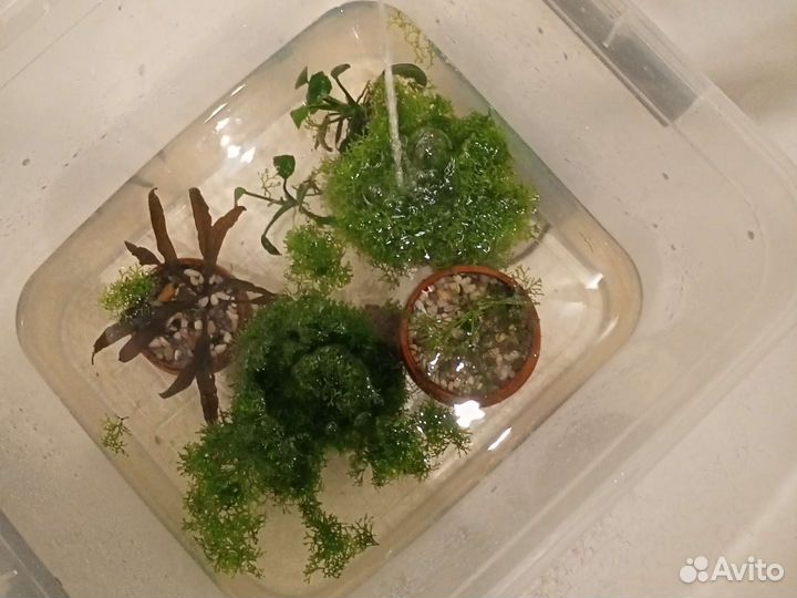 Аквариумные растения