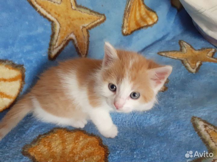 Кошка в дар бесплатно