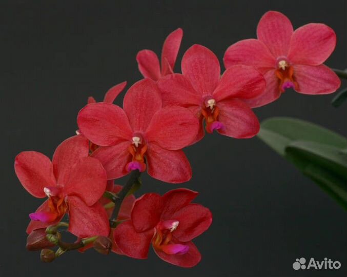 Орхидея Phal. Buddha's Treasure