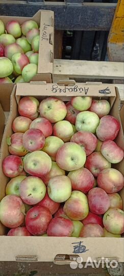 Яблоки оптом
