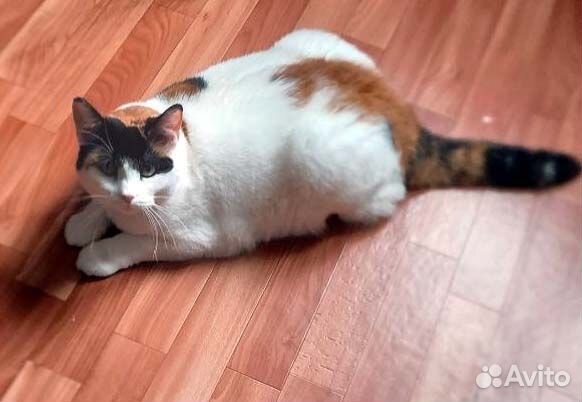 Пухляшка Ириска,3 года, ждет своего хозяина