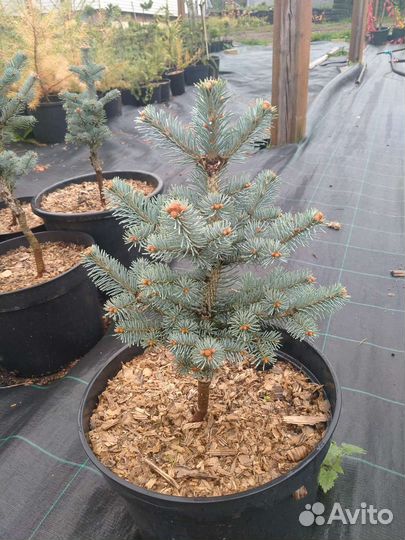 Продам хвойные саженцы