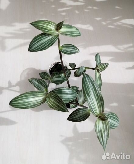 Каллизия Элеганс Гибазис Jоse Puig Стапелия Крассу