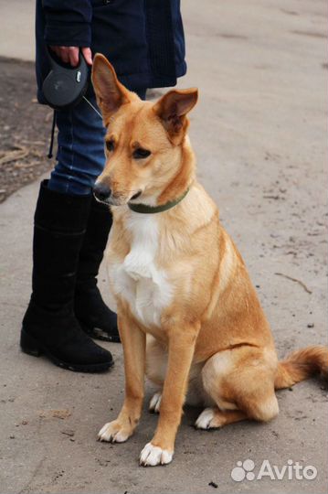 Малинка в добрые руки