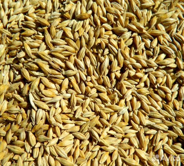 Зерно ячмень