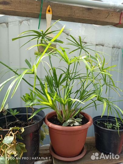 Циперус папирус