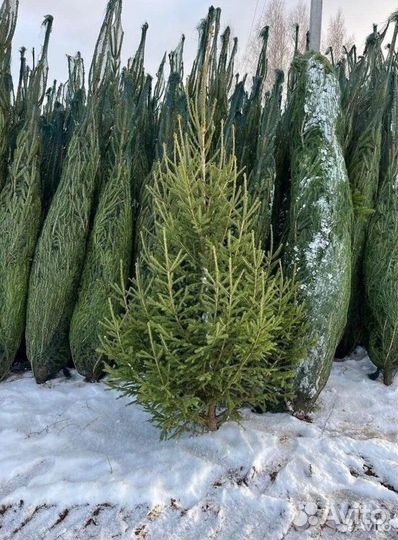Живая ель сосна доставка Мск