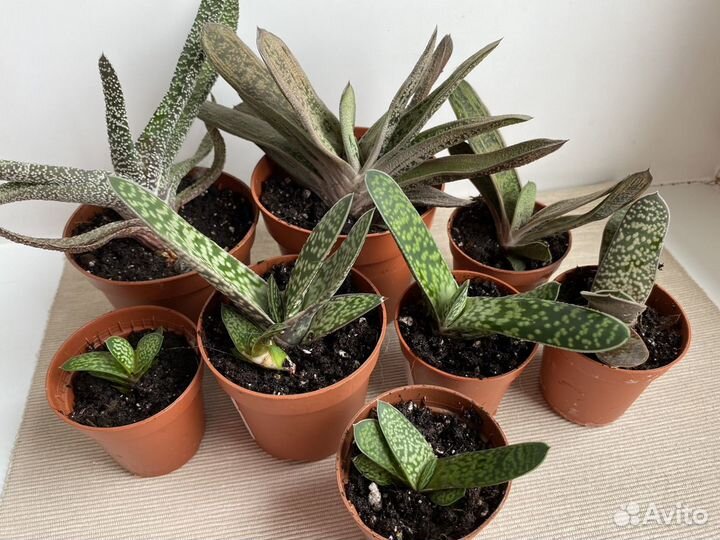 Суккуленты гастерия