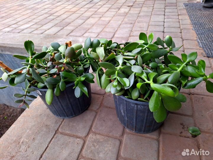 Толстянка(денежное дерево)