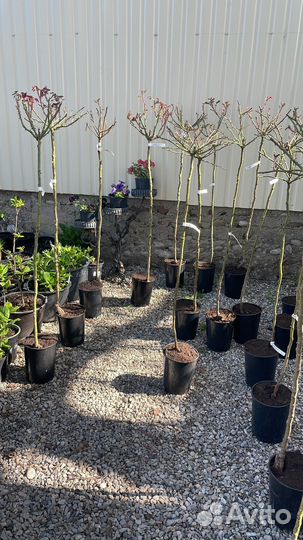 Уличные растения цветы