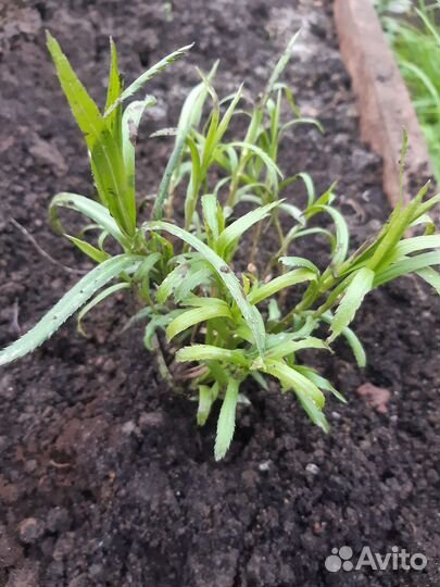 Тысячелистник Жемчужница