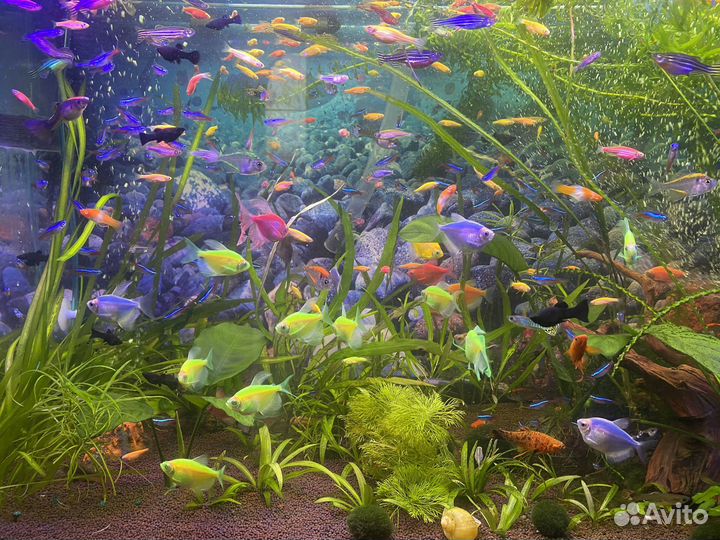 Ноены синие,данио гло