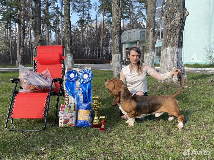 Бассет -хаунда щенки РКФ