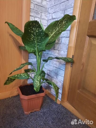 Диффенбахия